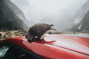 Dangerous wildlife in New Zealand