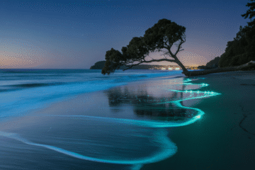 Bioluminescence in Auckland NZ